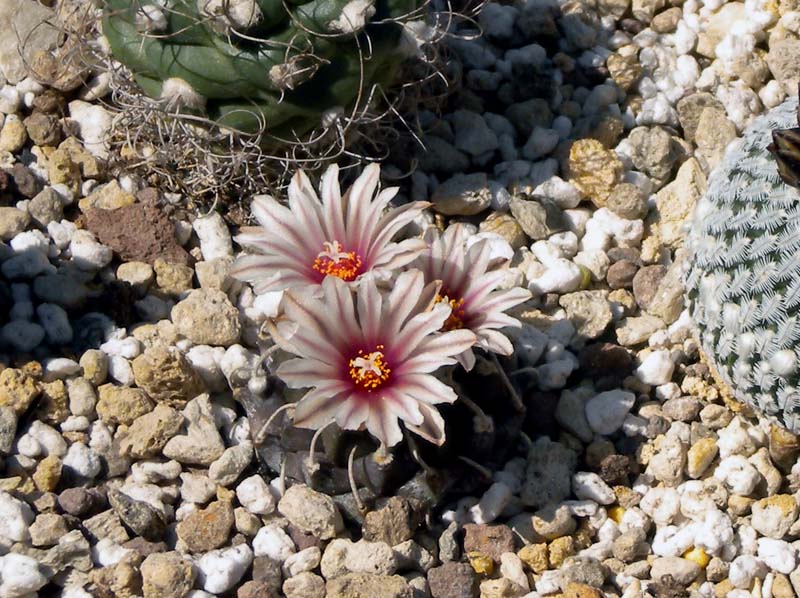 Turbinicarpus schmiedickeanus 