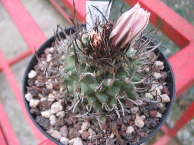 Turbinicarpus schmiedickeanus 