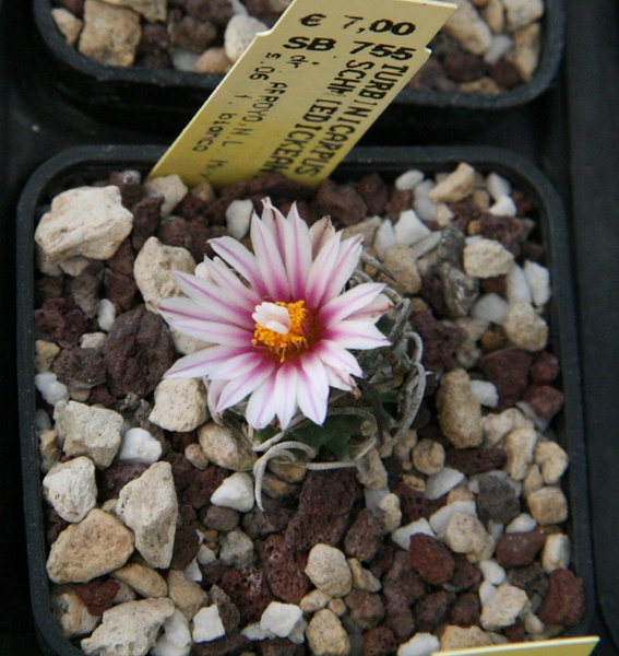 Turbinicarpus schmiedickeanus SB755