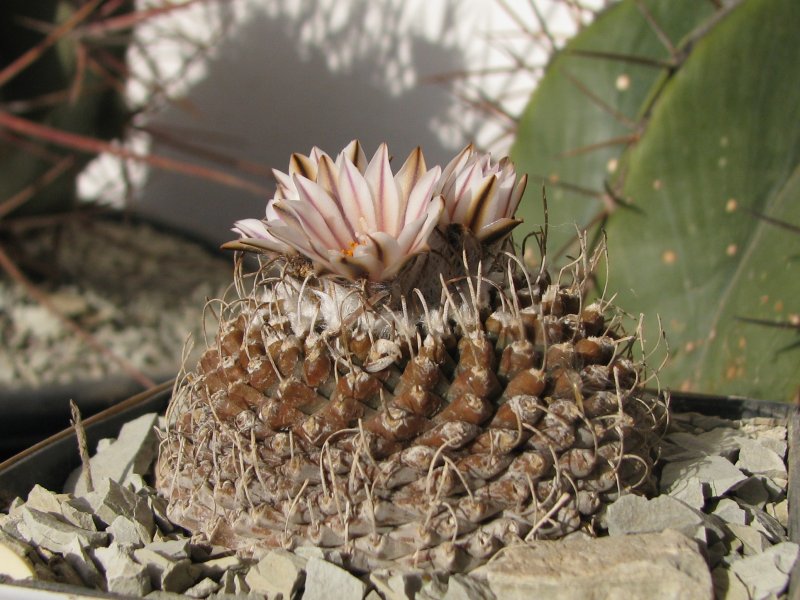 Turbinicarpus schmiedickeanus ssp. andersonii 