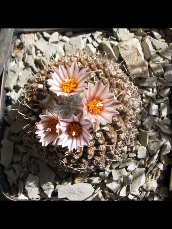 Turbinicarpus schmiedickeanus ssp. andersonii 