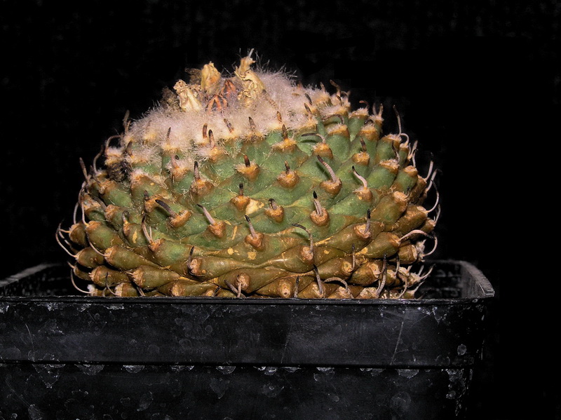 Turbinicarpus schmiedickeanus ssp. andersonii x pseudopectinatus 