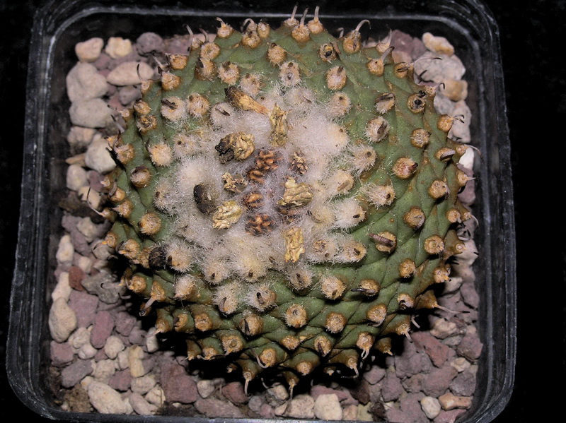 Turbinicarpus schmiedickeanus ssp. andersonii x pseudopectinatus 