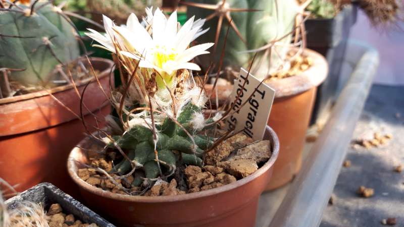 Turbinicarpus gracilis f. longispinus 