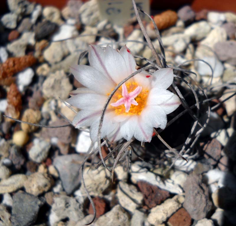 Turbinicarpus schmiedickeanus ssp. macrochele 