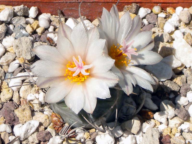 Turbinicarpus schmiedickeanus ssp. submacrochele 