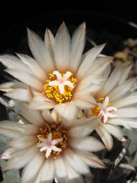 Turbinicarpus schmiedickeanus ssp. klinkerianus cv. lilinkeuiduus 