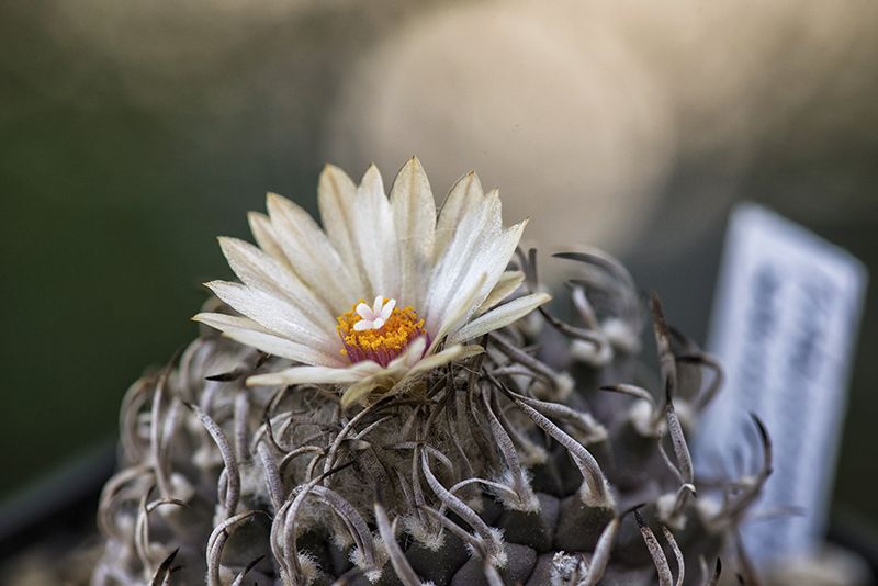 Turbinicarpus schmiedickeanus 