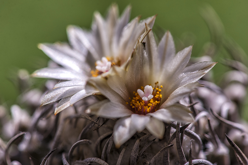 Turbinicarpus schmiedickeanus 