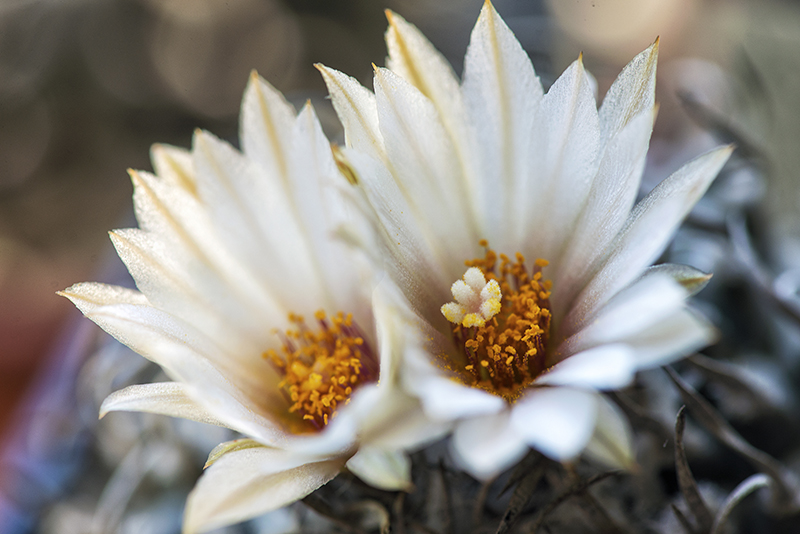 Turbinicarpus schmiedickeanus 