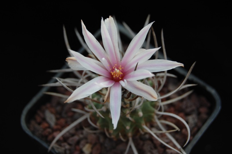 Turbinicarpus schmiedickeanus 