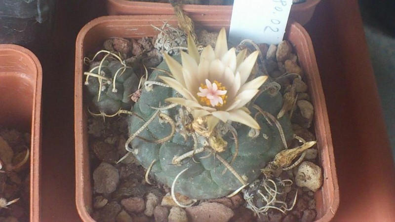 Turbinicarpus schwarzii TCG 80.02