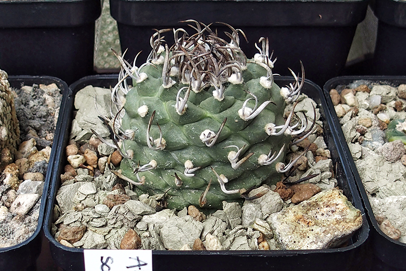 Turbinicarpus schwarzii v. rubriflorus 