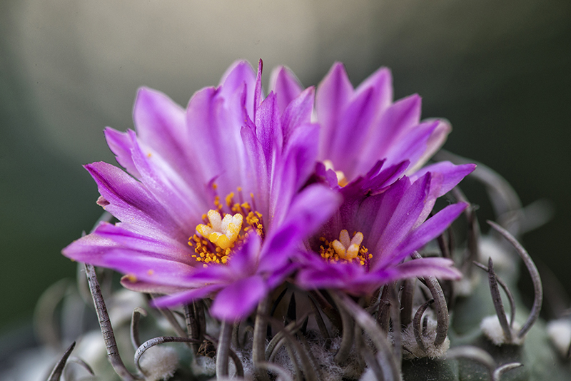 Turbinicarpus schwarzii 