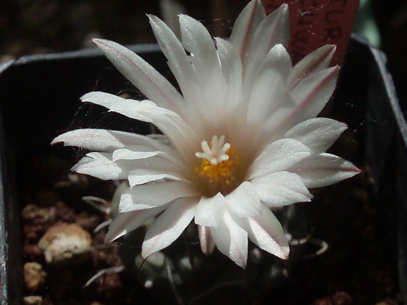 Turbinicarpus schwarzii 