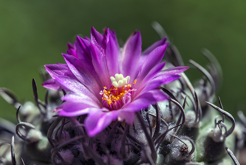 Turbinicarpus schwarzii 