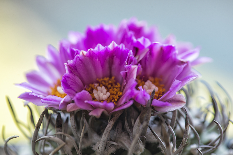 Turbinicarpus schwarzii 