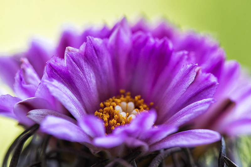 Turbinicarpus schwarzii 