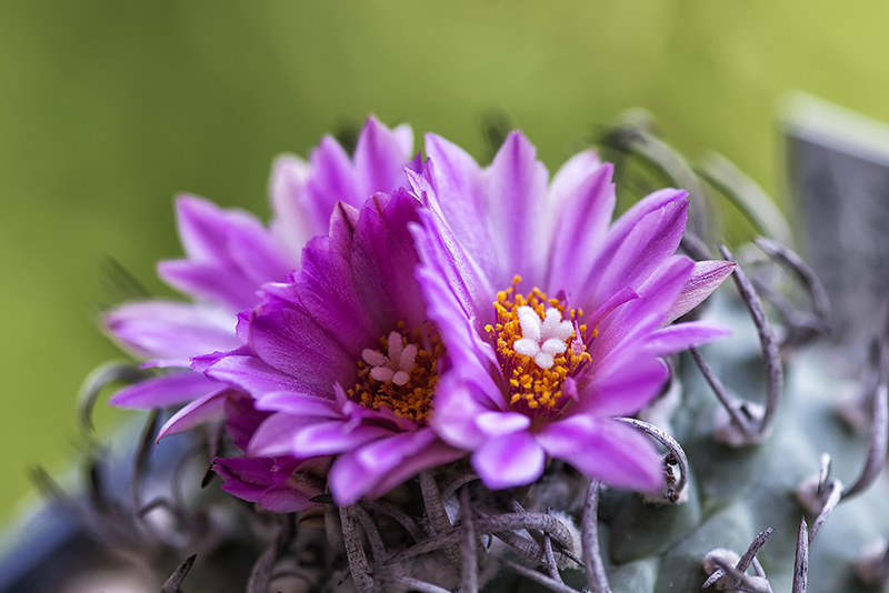 Turbinicarpus schwarzii 