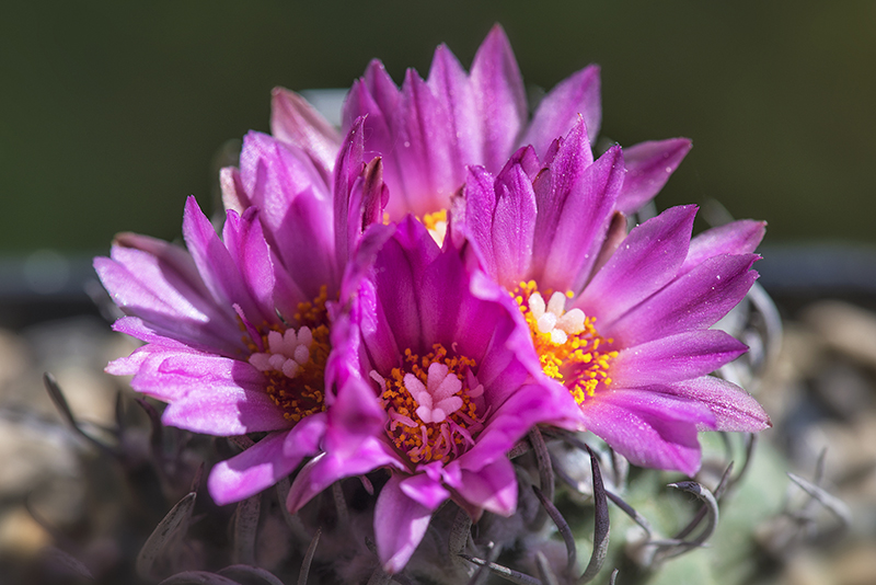 Turbinicarpus schwarzii 