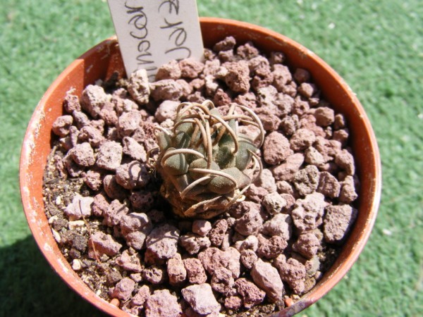 Turbinicarpus schwarzii 