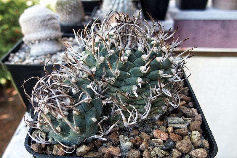 Turbinicarpus schwarzii 