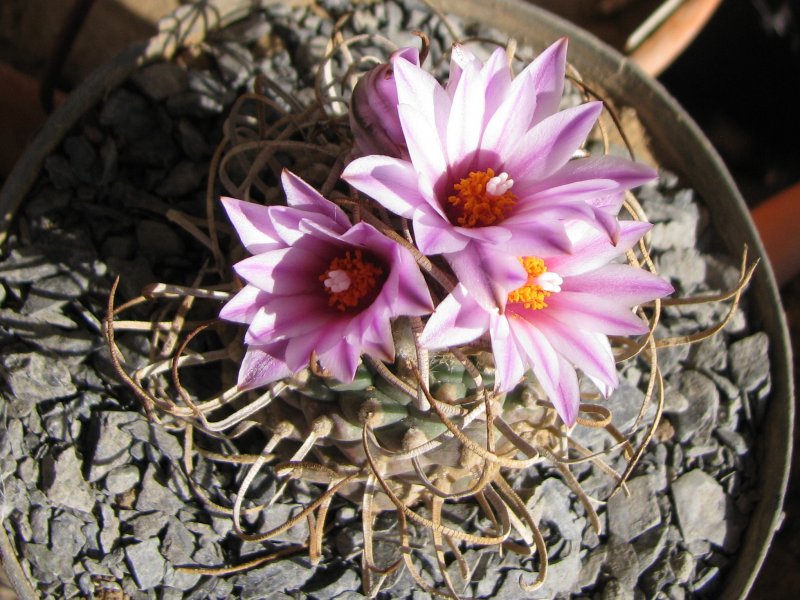 Turbinicarpus schwarzii v. rubriflorus 