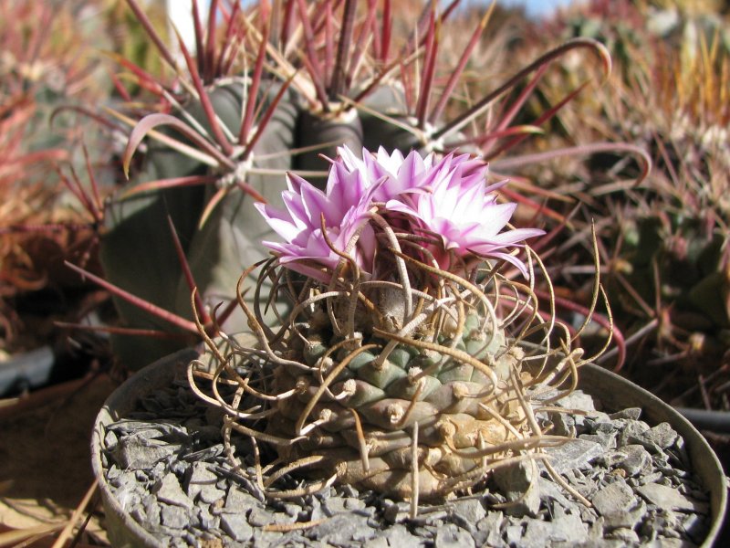 Turbinicarpus schwarzii v. rubriflorus 