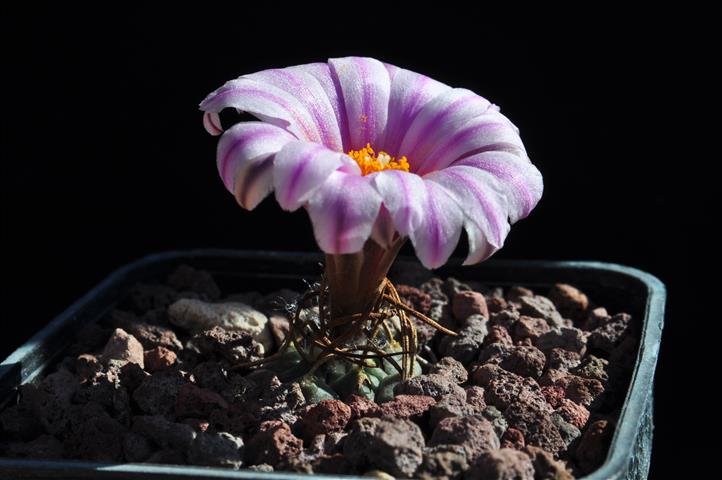 Turbinicarpus schmiedickeanus ssp. rubriflorus 