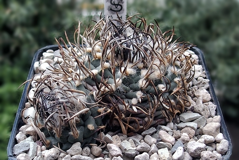 Turbinicarpus schwarzii 