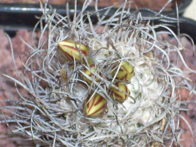 Turbinicarpus schmiedickeanus ssp. dickisoniae 