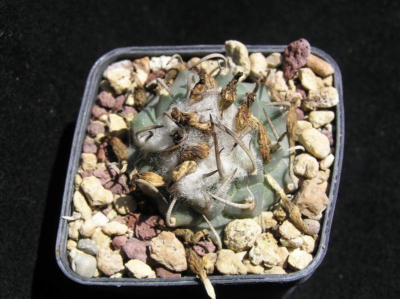 Turbinicarpus klinkerianus 