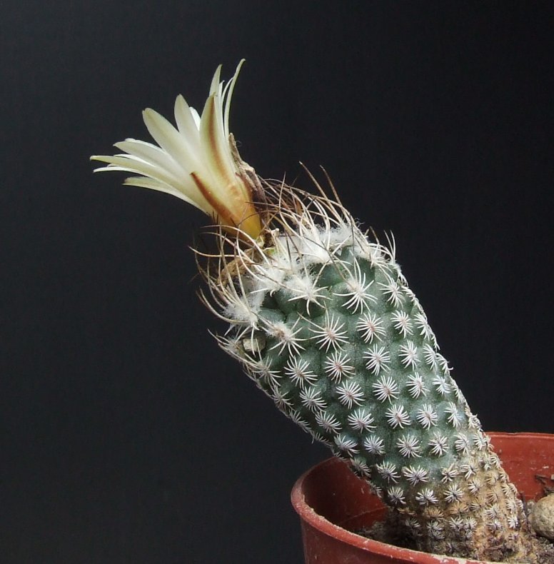 Turbinicarpus sp. 