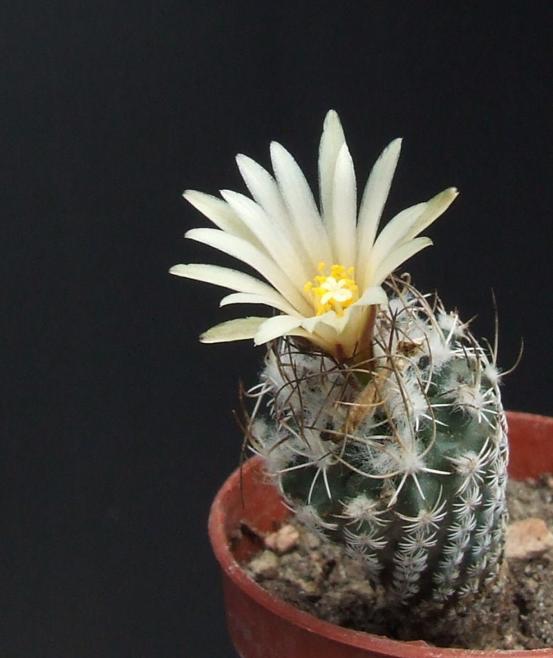 Turbinicarpus sp. 