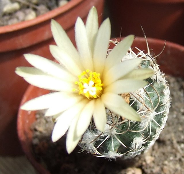 turbinicarpus sp.