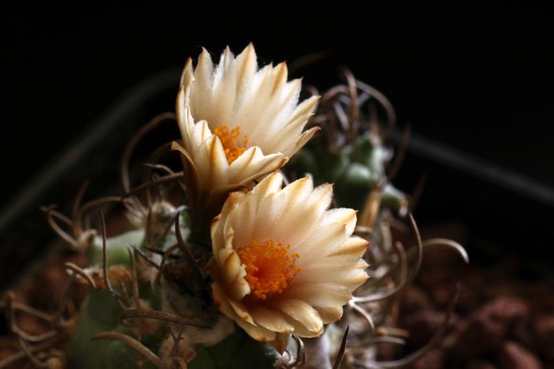 Turbinicarpus sp. negrita 