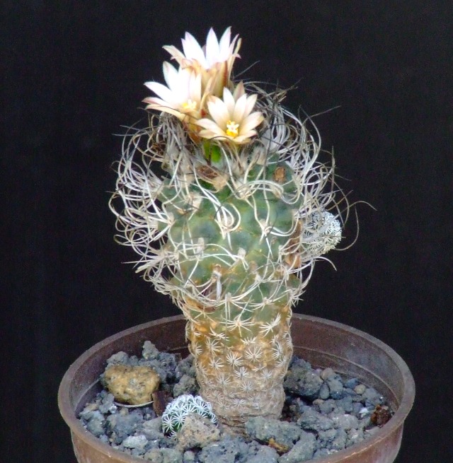 Turbinicarpus sphacelatus 