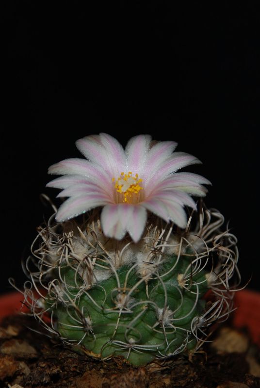 Turbinicarpus sphacelatus 