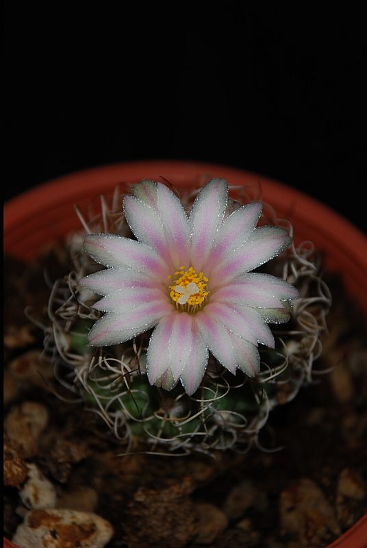 Turbinicarpus sphacelatus 