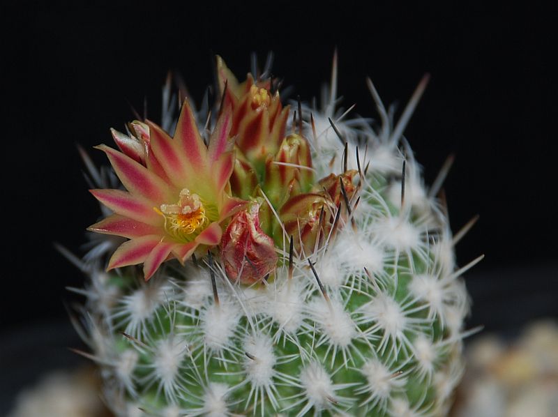 Turbinicarpus subterraneus v. zaragozae 