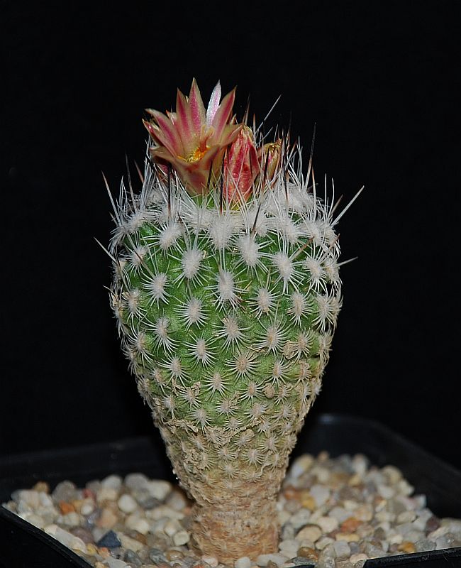 Turbinicarpus subterraneus v. zaragozae 