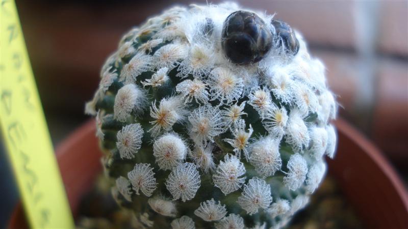 Turbinicarpus valdezianus 