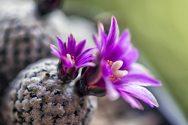 Turbinicarpus valdezianus 