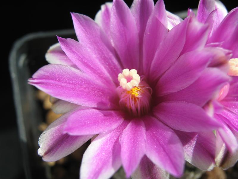 Turbinicarpus valdezianus 