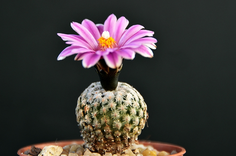 Turbinicarpus valdezianus 
