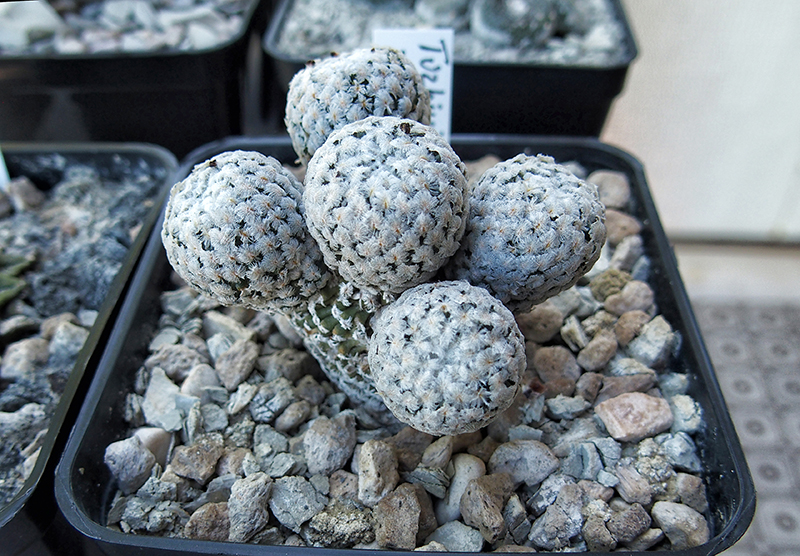 Turbinicarpus valdezianus 