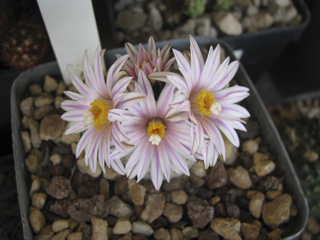 Turbinicarpus valdezianus 