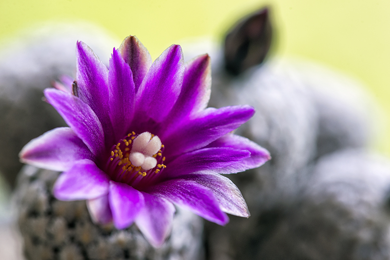 Turbinicarpus valdezianus 