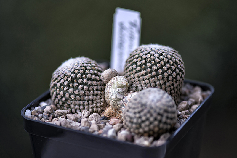 Turbinicarpus valdezianus 