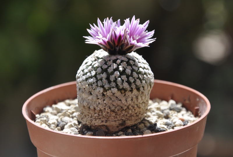 Turbinicarpus valdezianus 